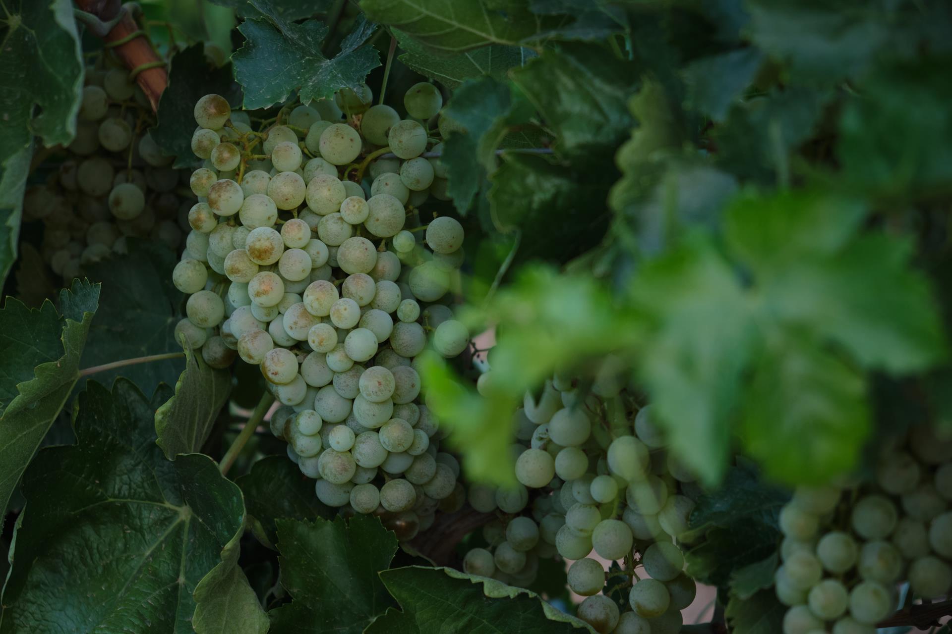 Un racimo de uvas blancas | Foto: EP