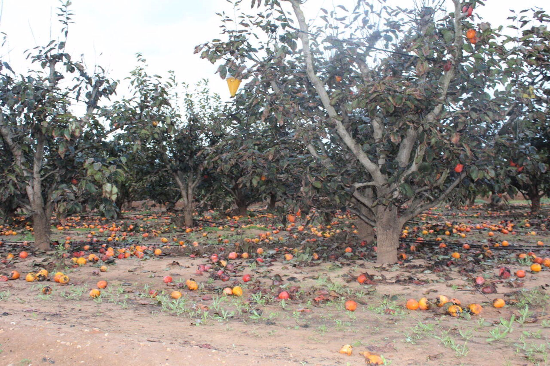 Árbol frutal afectado. Foto EP