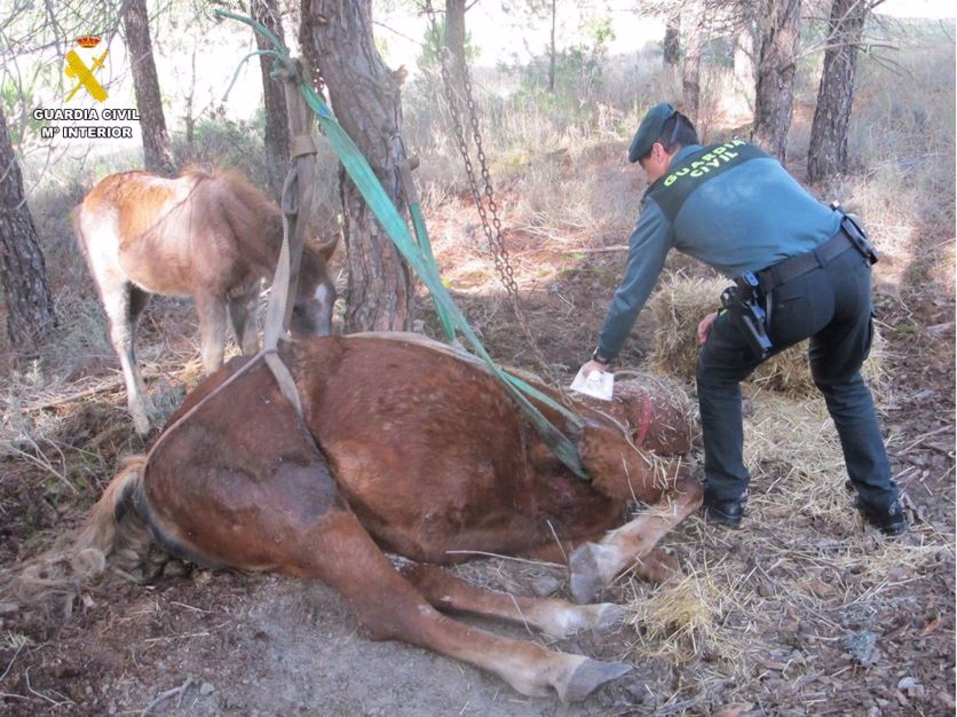 Imagen del animal que falleció tras ser abandonado - GUARDIA CIVIL