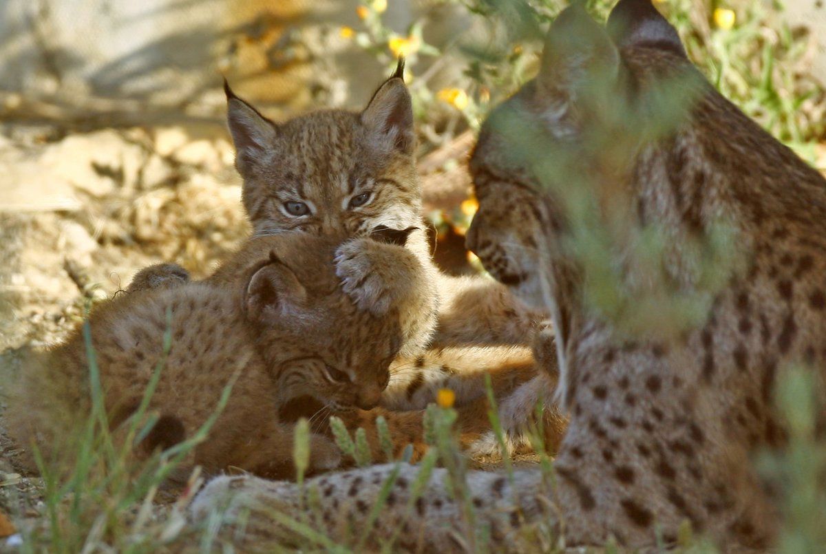 Lince ibérico. Foto Europa Press | MITECO