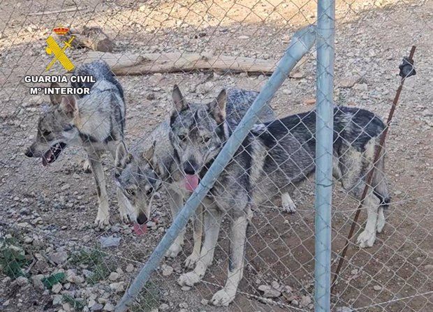 Lobo. Foto Guardia Civil|EP