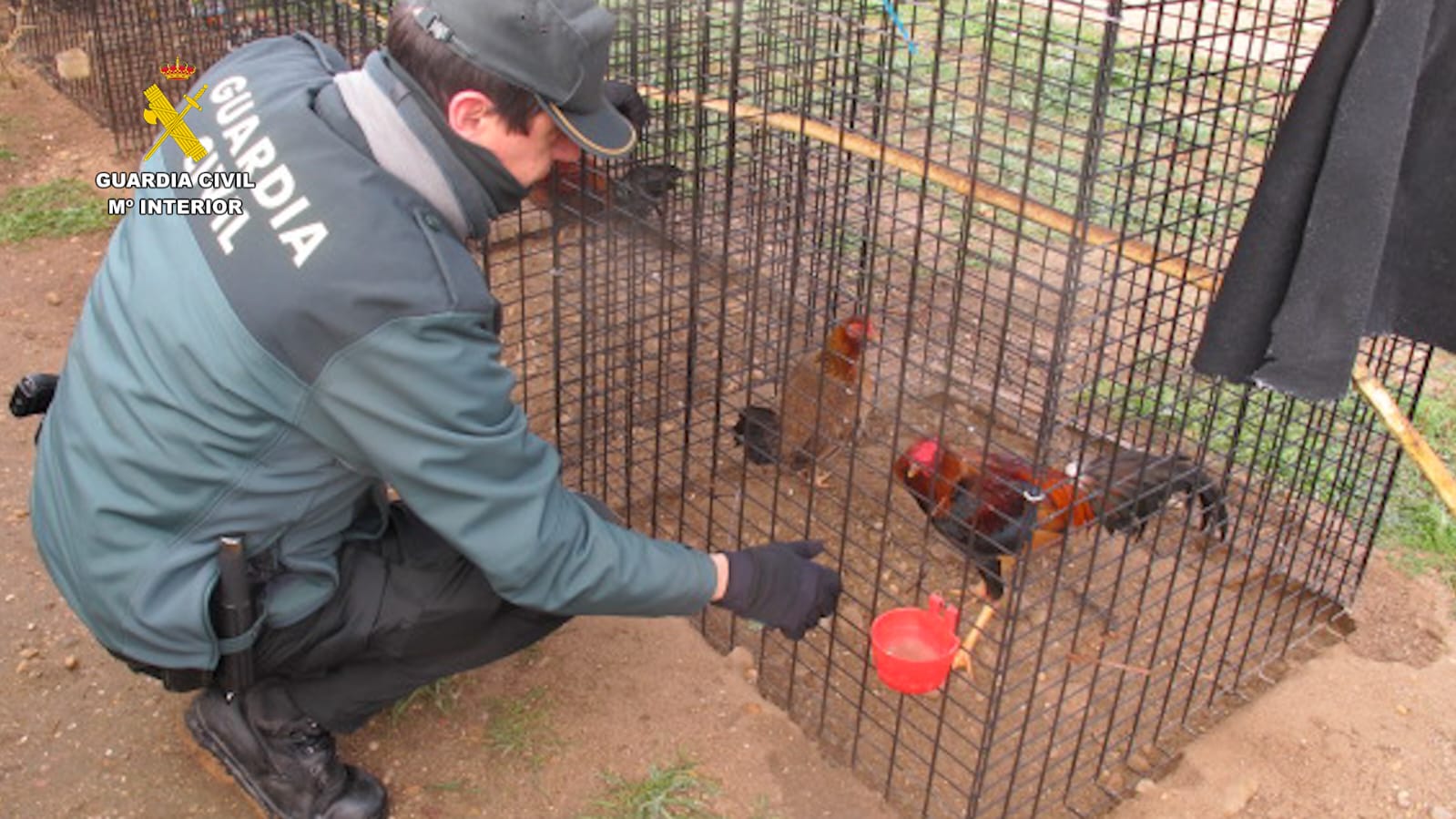 La Guardia Civil localiza un criadero ilegal de gallo combatiente español