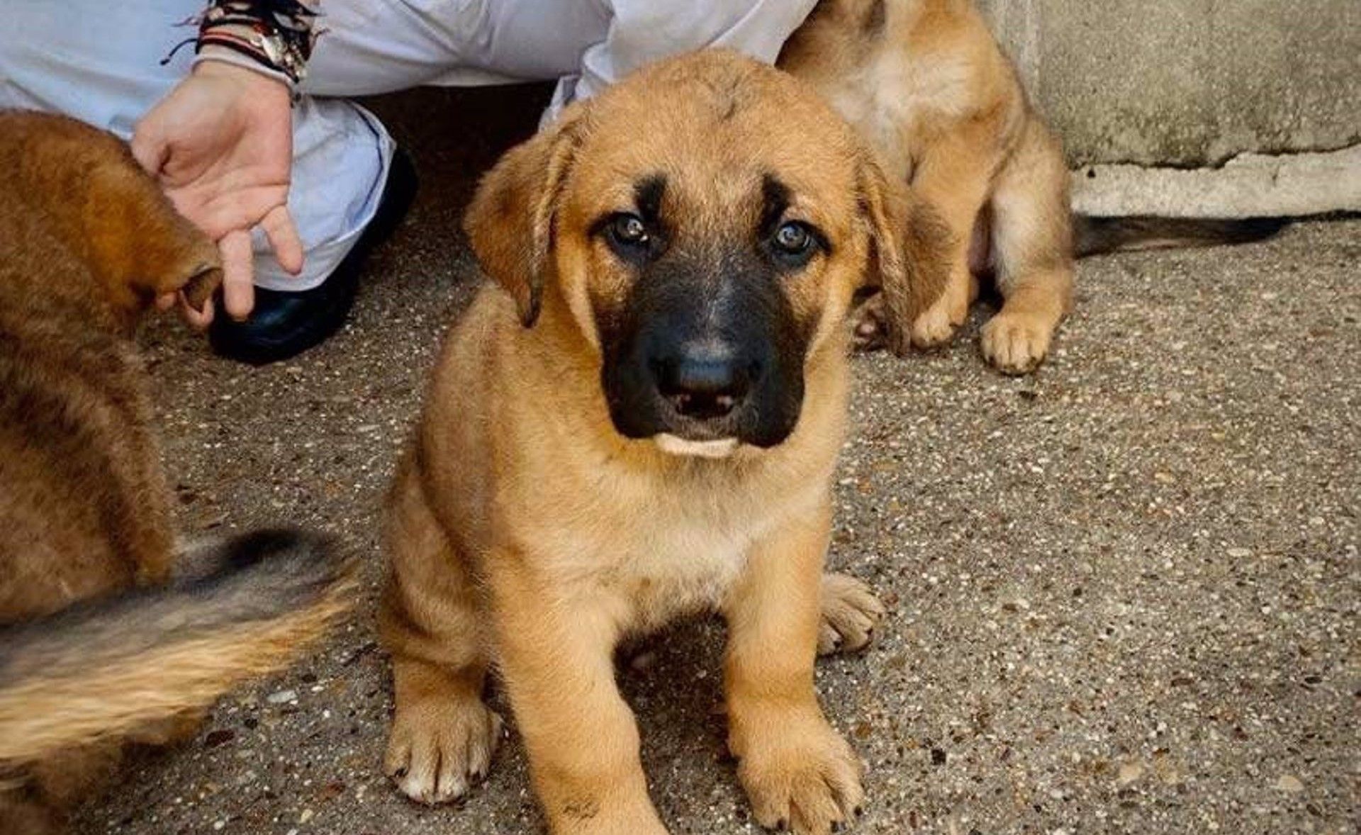 Archivo - Perro, adopción - AYUNTAMIENTO ALCORCÓN - Archivo