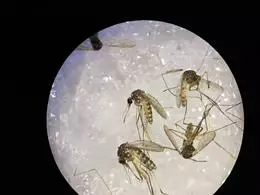 Detectado por primera vez el virus Sindbis en mosquitos del suroeste de España