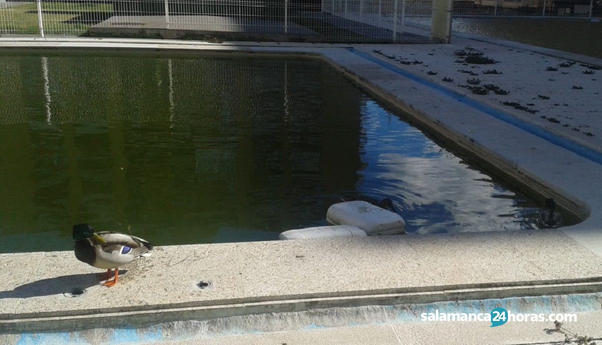 Patos piscina (1)