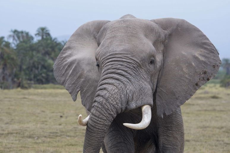  Elefante en la sabana africana.  