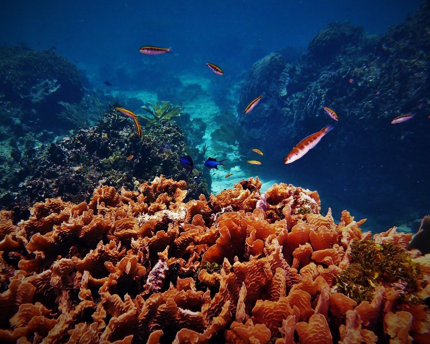 La cobertura de los arrecifes de coral, la biodiversidad y las capturas