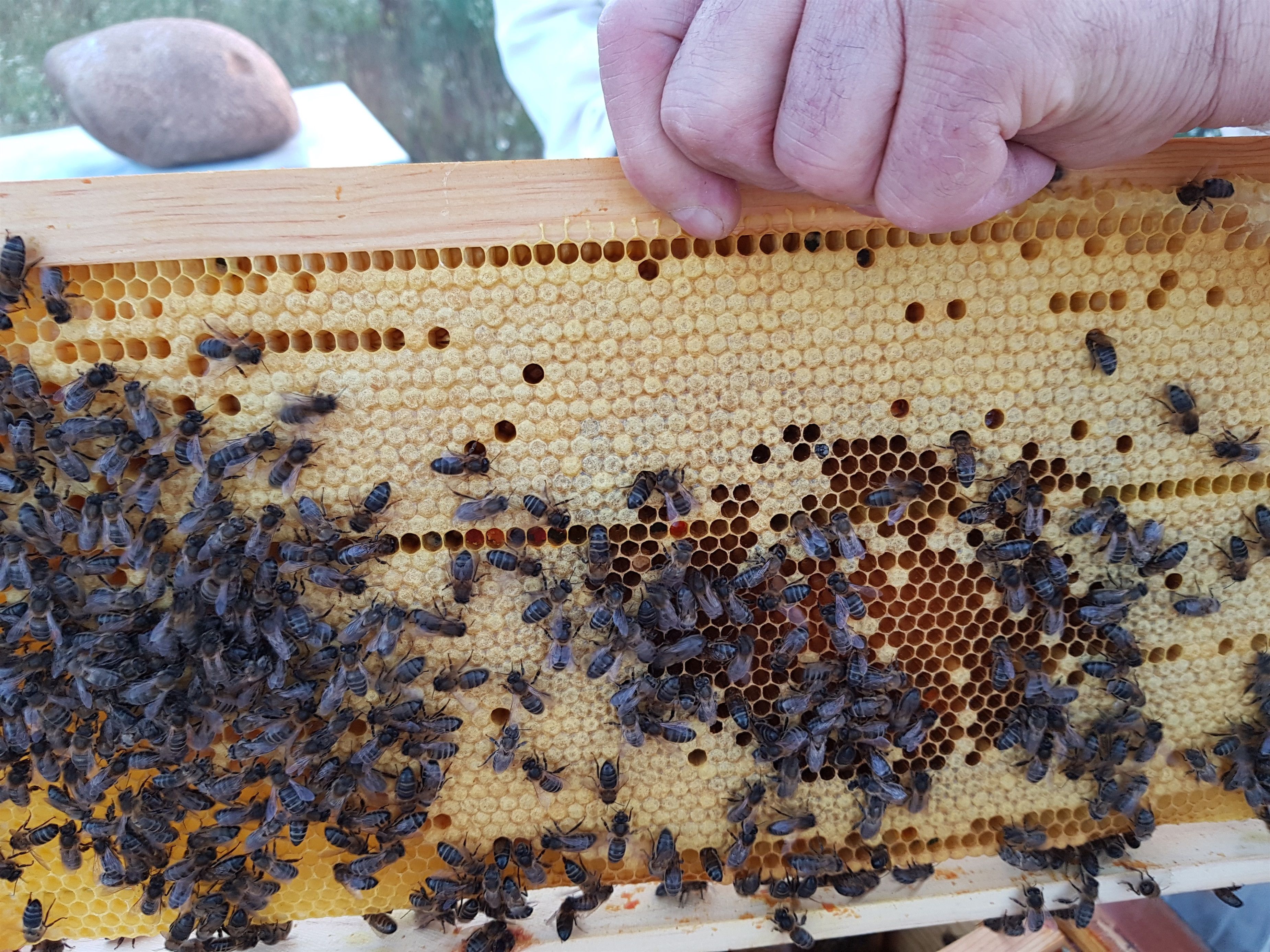 Abejas. Apicultura. Panal. Cría. Puesta de abejas.