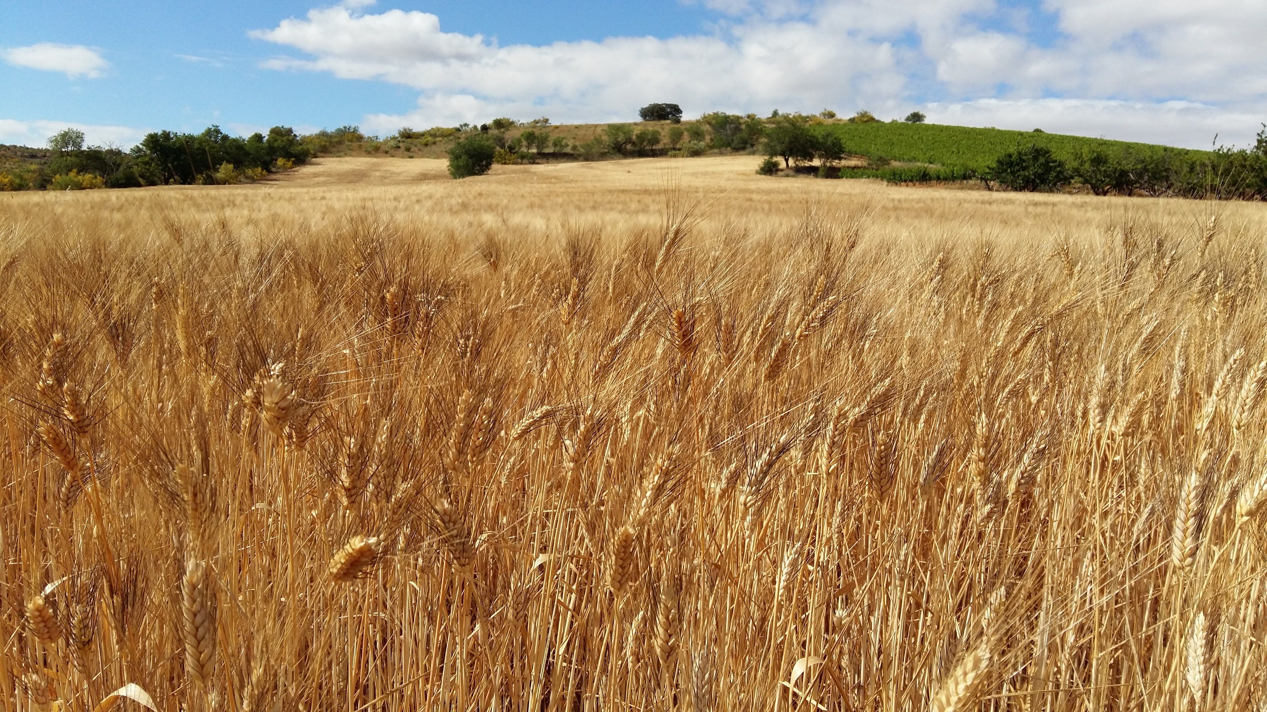  Campo de trigo. 