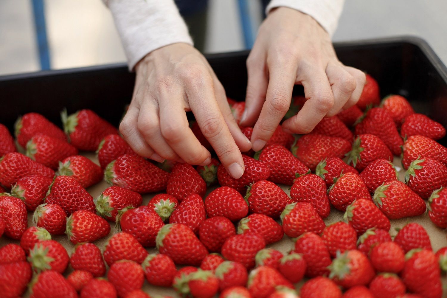  Imagen de la manipulación de fresas durante su envasado. Foto de archivo EP