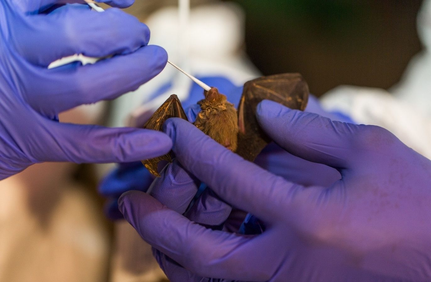  Toma de muestras en un murciélago - Foto de archivo