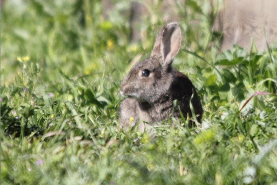  Conejo, animales, bosque, fauna 