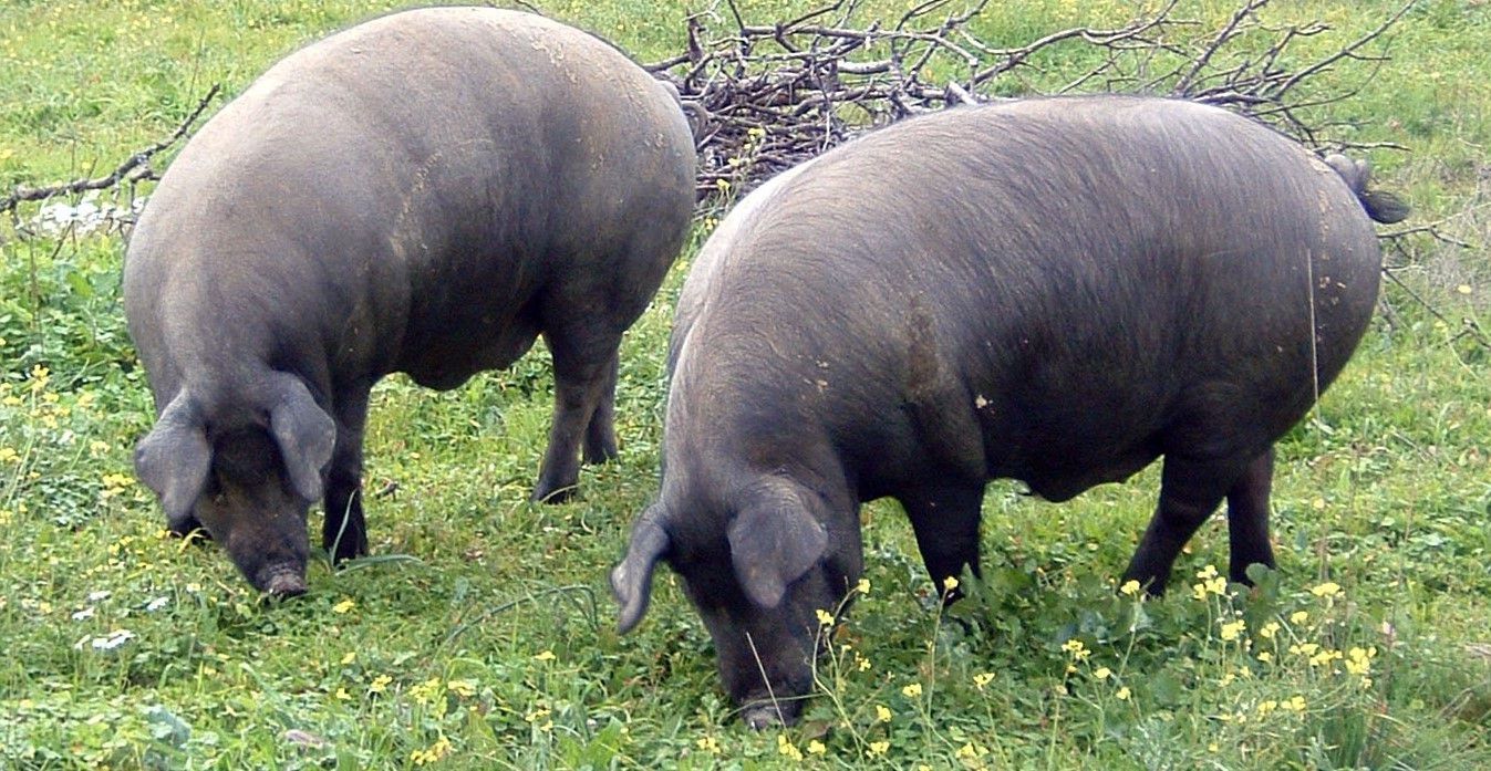 Esta es la enfermedad que las cabras, las ovejas, las vacas, y los cerdos  pueden contagiar a los humanos