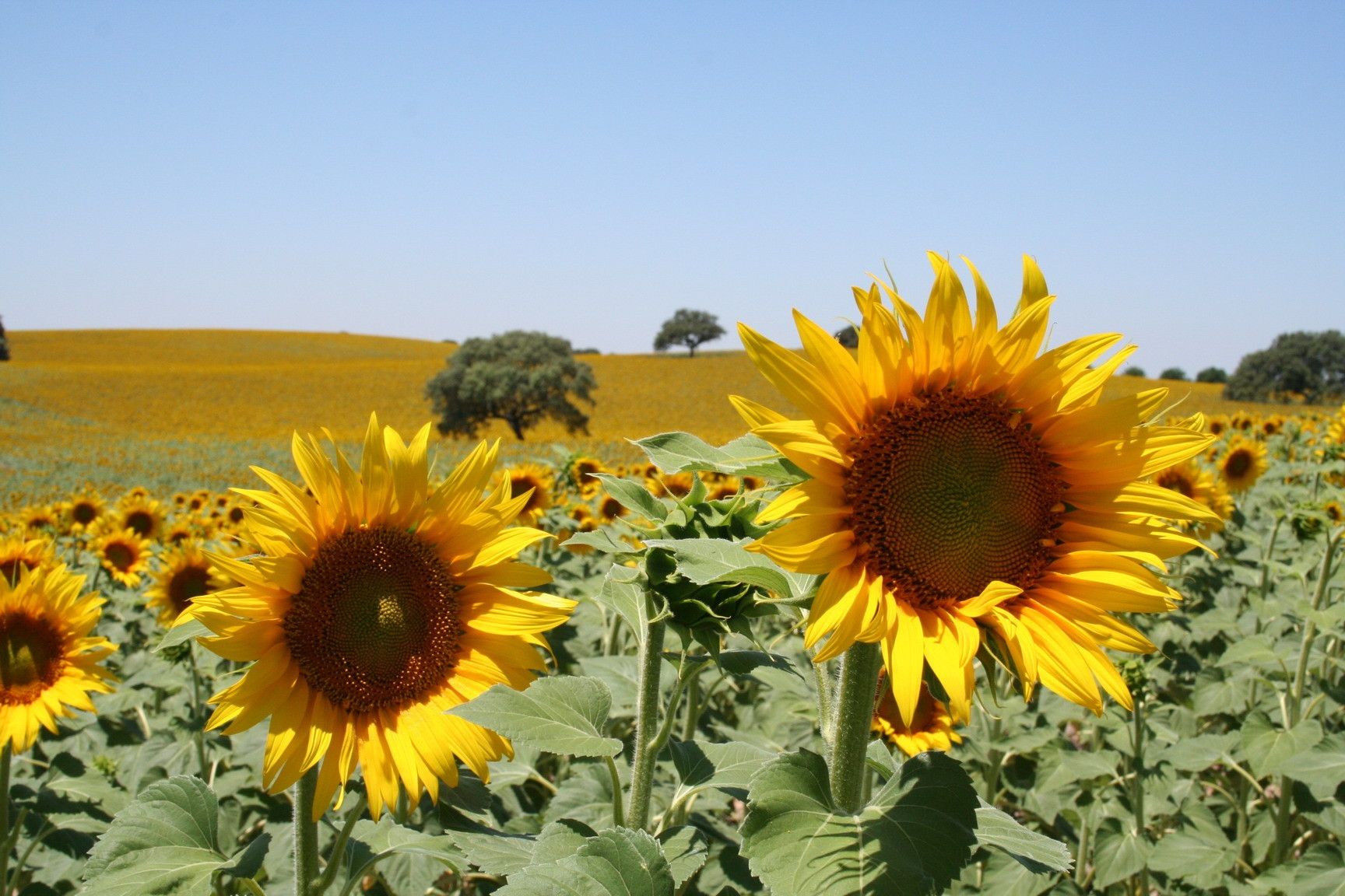 Así ha sido la lonja de este 26 de septiembre: marcada subida del girasol  mientras los cereales siguen en ascenso