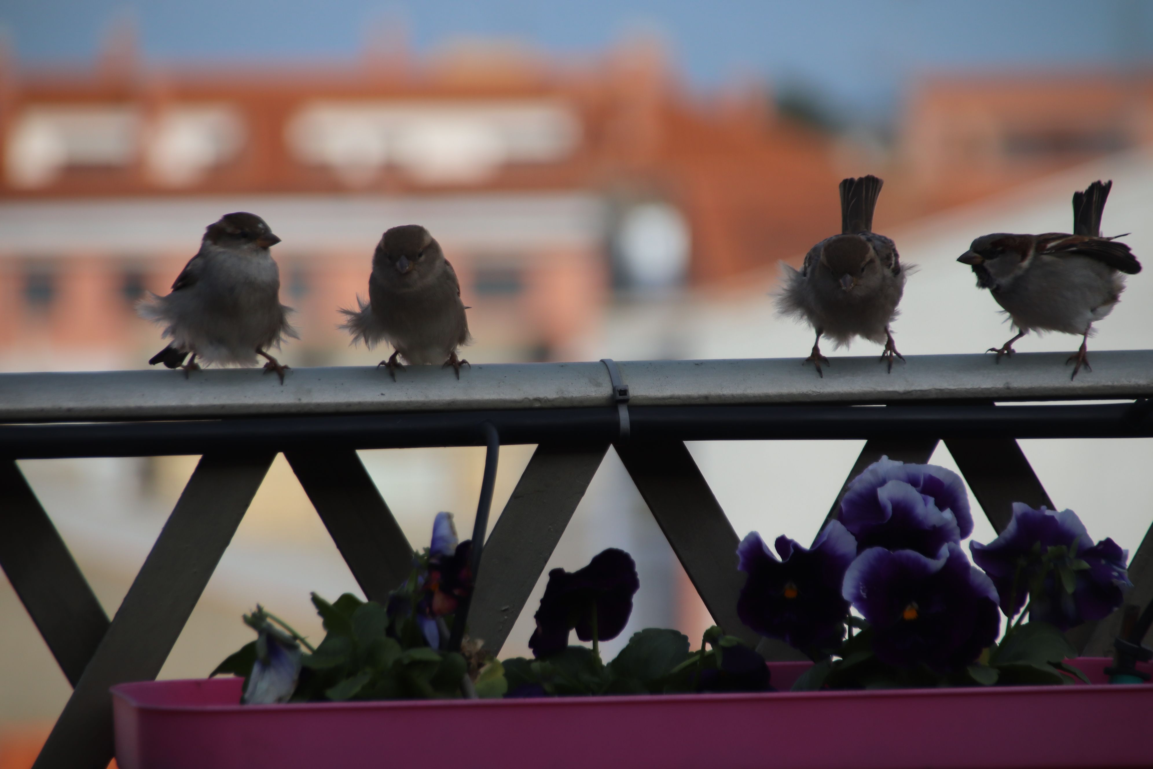 Pájaros posados en una terraza