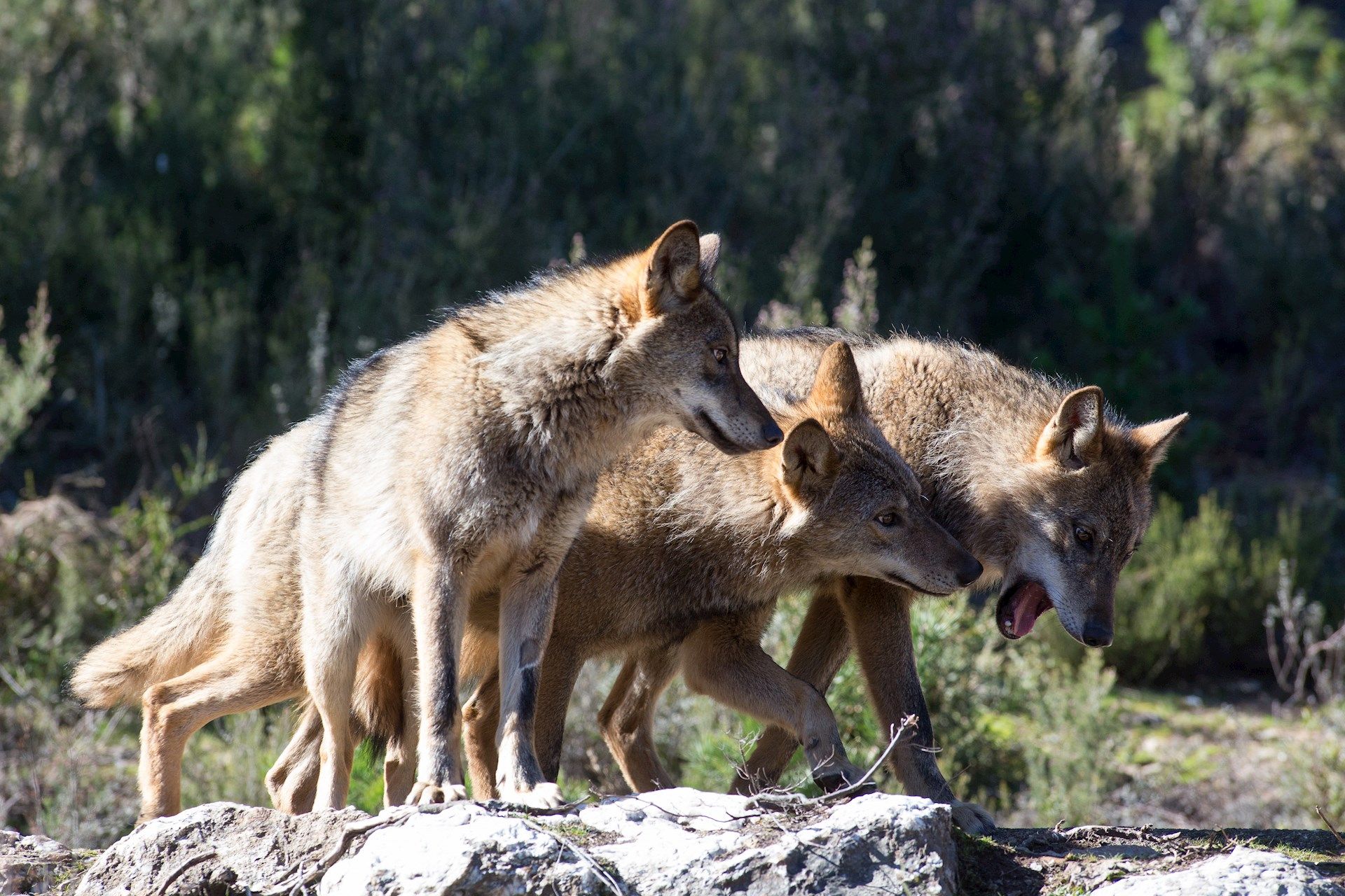 Los vecinos de Aguilar de Campos alertan de la presencia de hasta cinco  lobos en la localidad