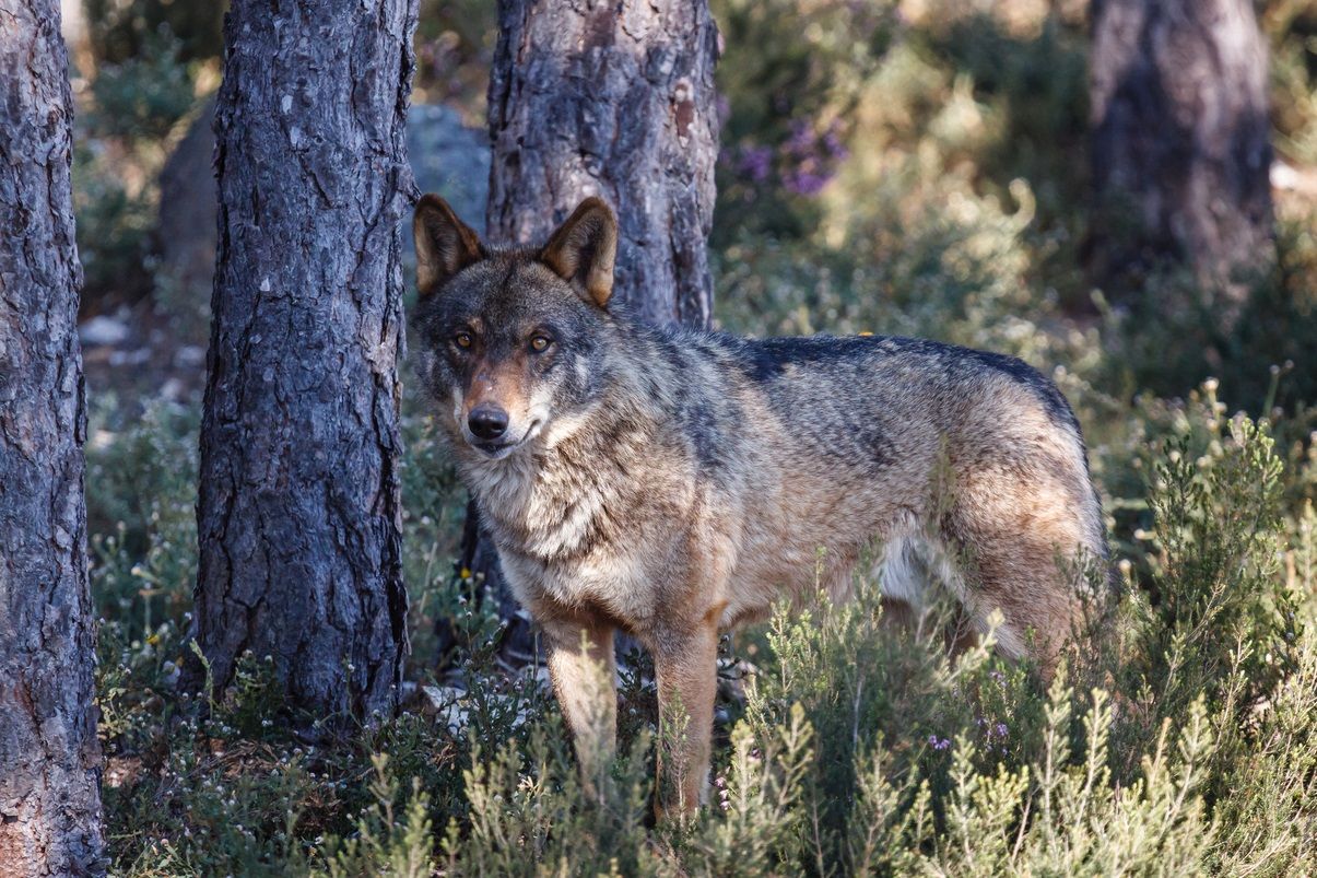 Ejemplar de lobo ibérico