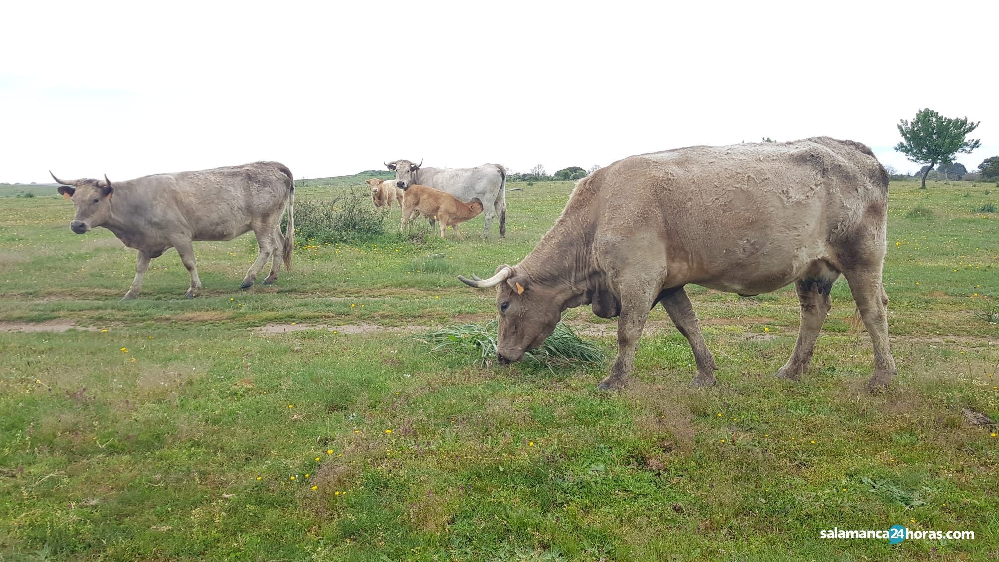 Vacas pastando. Foto de archivo S24H