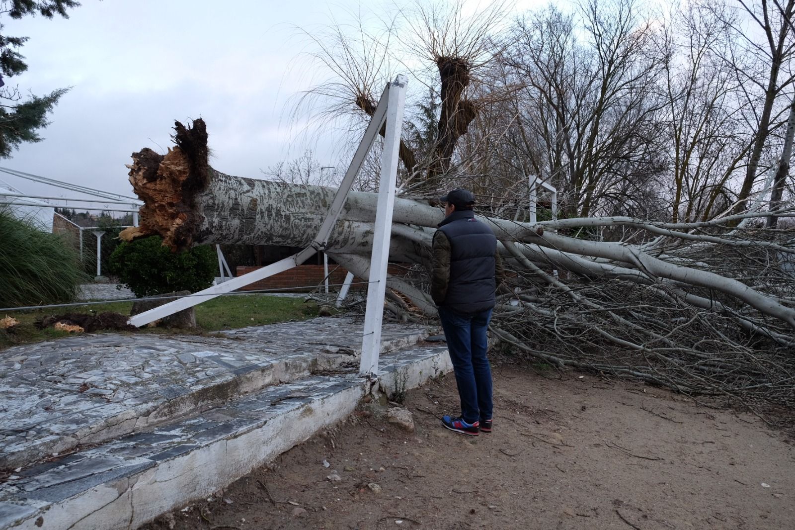 Un árbol caído junto al río Tormes a su paso por Cabrerizos | Foto: Agencia ICAL